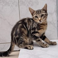 CHOCOLAT, chat à adopter