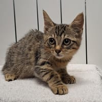 MATCHA, chatte à adopter