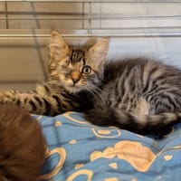 JULBA (FIV+), chatte à adopter