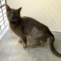 Béryl, chatte à adopter