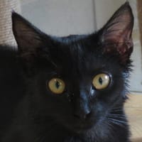 ZAMBRA, chatte à adopter