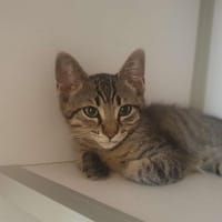 Méo, chat à adopter