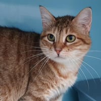 QUEZAC CHA, chatte à adopter