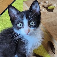 ASLAN, chat à adopter