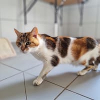 ELIA, chatte à adopter
