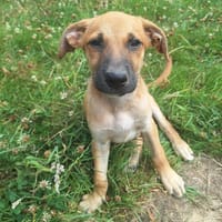 AZERTY, chien à adopter
