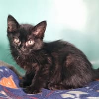 ARROW, chat à adopter