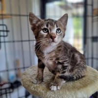 AMOUR, chat à adopter