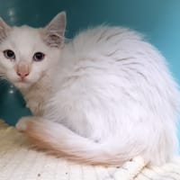Sacagawea, chatte à adopter