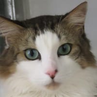 YURY, chat à adopter