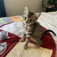 Ava, chatte à adopter