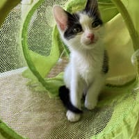 ARMEN, chat à adopter