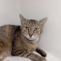 JUAREZ, chatte à adopter