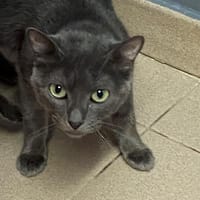 MIMI, chatte à adopter