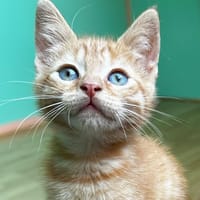 NACHO, chat à adopter