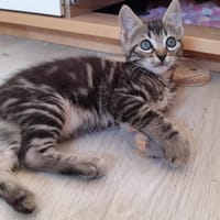 GAIA  (reservé), chatte à adopter