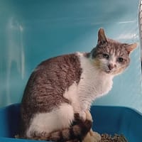 CASSIO, chat à adopter