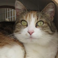 MINETTE, chatte à adopter