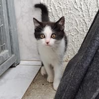 TORTI, chat à adopter