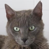 ZURLO, chat à adopter