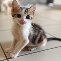 PRINCE, chat à adopter