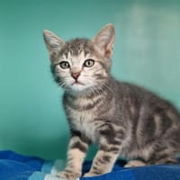 LOLA, chatte à adopter