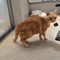 MAIGNE (en placement provisoire), chat à adopter