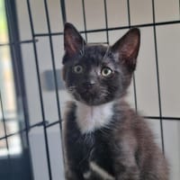 ALPIN, chat à adopter