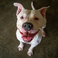 PANGO, chien à adopter