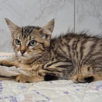 JAVA, chatte à adopter