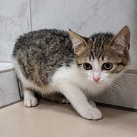 PASTA, chatte à adopter