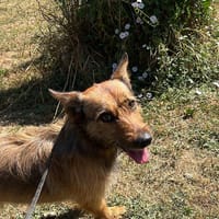 Alfred, chien à adopter