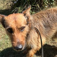 Alfred, chien à adopter