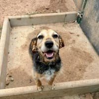 Patia, chienne à adopter