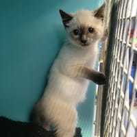 Eren, chat à adopter