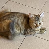 VIVIANE, chatte à adopter