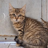 CHIPY, chatte à adopter
