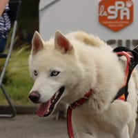 LASKA, chien à adopter