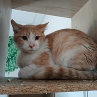 KREMA, chat à adopter