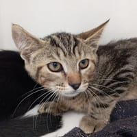 SMITTY, chat à adopter