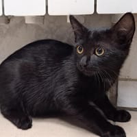 BISCOFF, chat à adopter