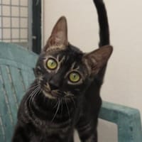 NUAGE, chat à adopter