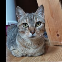 LAYS, chatte à adopter