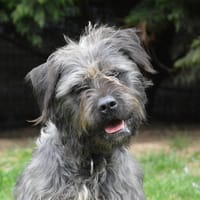 MARVEL CHAO, chienne à adopter