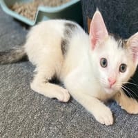 Cowboy, chat à adopter