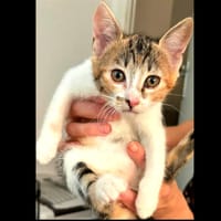 Artémis [Chaton], chat à adopter