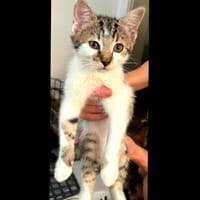 Atlas [Chaton], chat à adopter