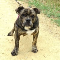 Picacho, chien à adopter