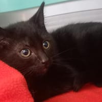 CURRY QCT, chat à adopter