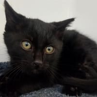 MADRAS QCT, chat à adopter